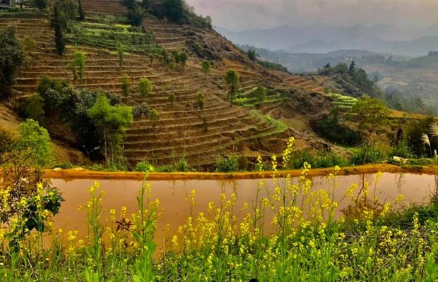 Mustard flower in Bac Ha